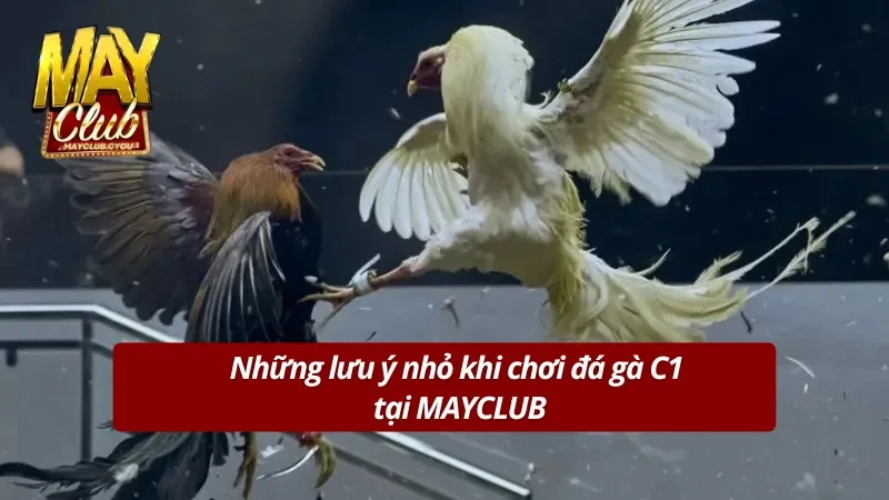 Lưu ý khi chơi đá gà C1