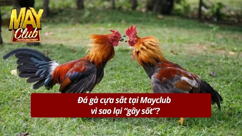 Tìm hiểu về hình thức nảy lửa của đá gà cựa sắt