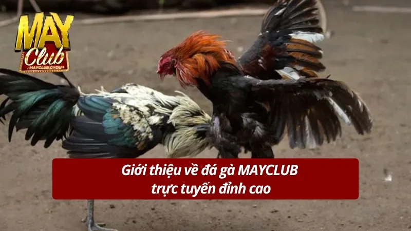 Sơ lược về đá gà MAYCLUB cực kỳ uy tín