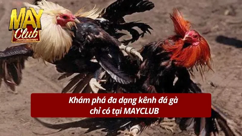 Khám phá các kênh đá gà có mặt tại cổng game uy tín